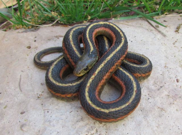 Coast Garter Snake